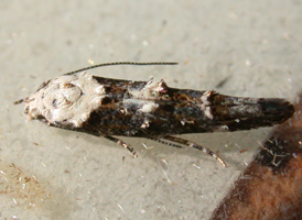 Murtfeldt's Mompha 